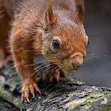Squirrels